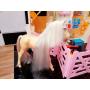 Barbie® Styling Stable™ Playset & Baby Horse